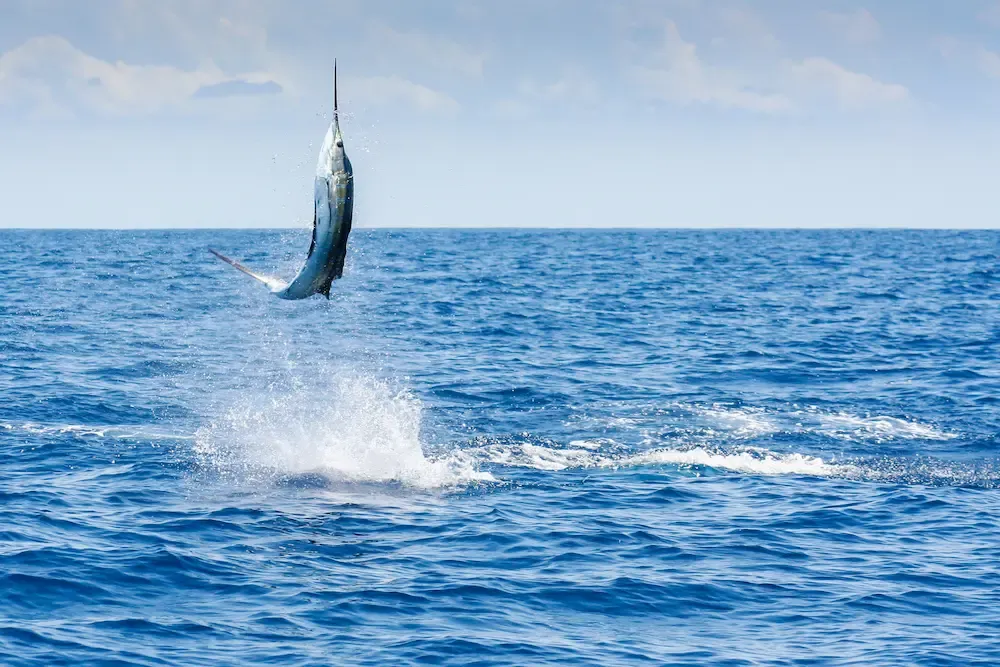 Guía definitiva para la pesca de Marlin en la Capital Mundial de la Pesca