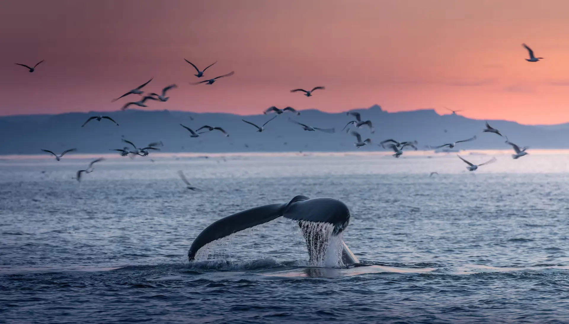 Avistamiento de Ballenas & Fauna Marina